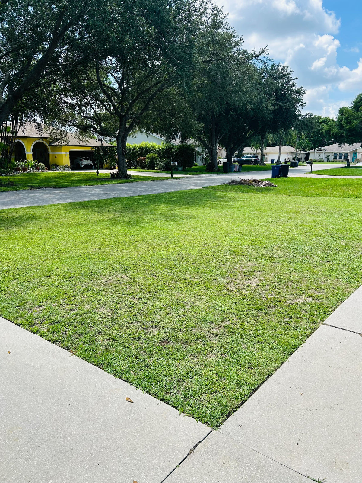 The same lawn after Elm biological application — dense, deep-green turf