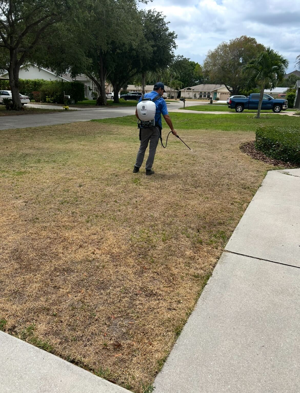 Professional lawn before Elm biological application — thin, stressed turf