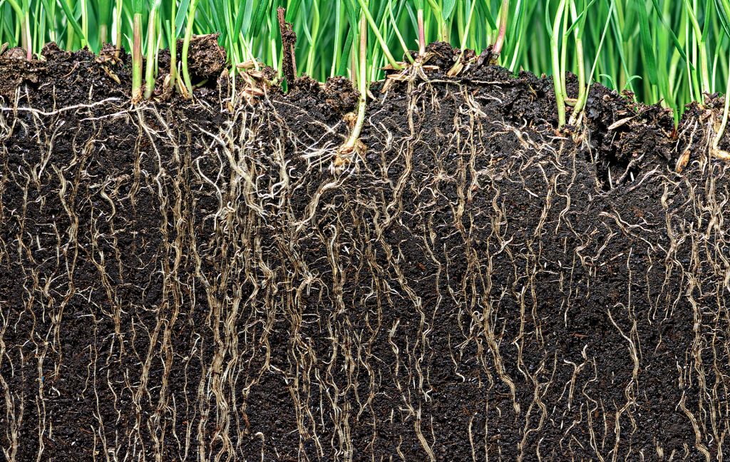 Dense turf root system colonized by soil microbes